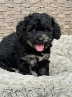 Marble, a male Chow Chow and Poodle - Toy  for sale in Tampa, FL – 2 of 10