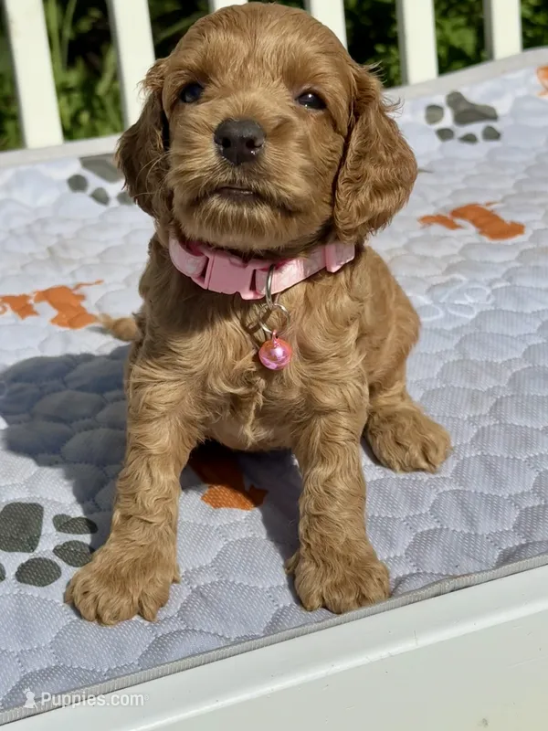 Red F1 – Cockapoo puppy for sale in Sun City Center, FL