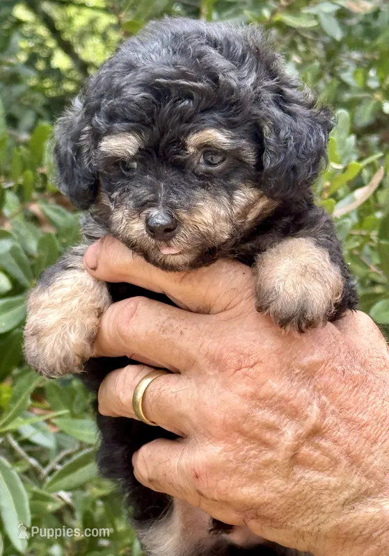 Tiny Morkiepoo  – Poodle - Toy , Morkie puppy for sale in Tampa, FL