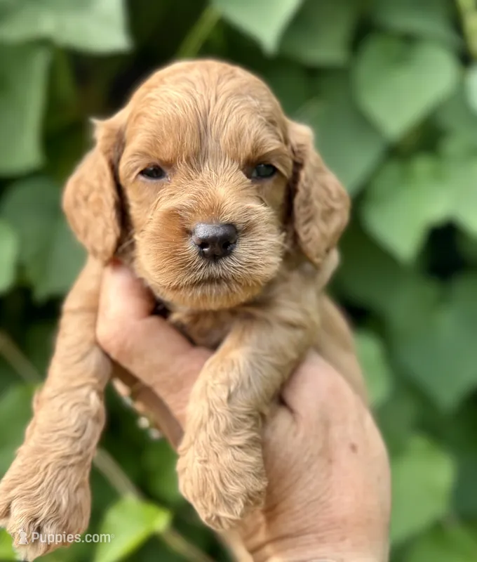 Red F1 – Cockapoo puppy for sale in Tampa, FL