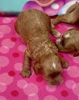 Dolly, a female Cockapoo for sale in Ruskin, FL – 1 of 4