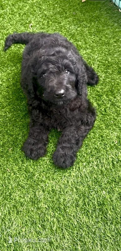 Medium size. Parents health tested. – Bernedoodle puppy for sale in Tampa, FL