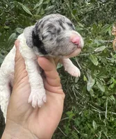 Bluebell. “Regular size” Blue Merle, a female Cockapoo for sale in Tampa, FL – 7 of 9