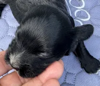 Luna , a female Cockapoo for sale in Sun City Center, FL – 2 of 4