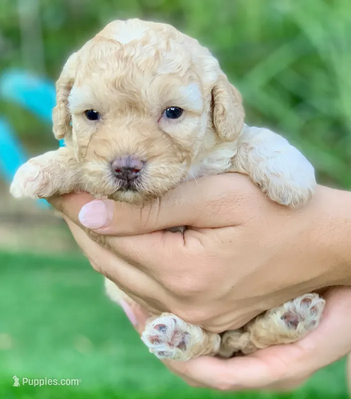Honey mini Chowdoodle  – Chow Chow puppy for sale in Tampa, FL