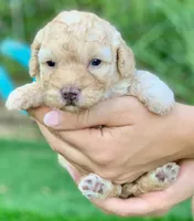 Honey mini Chowdoodle , a female Chow Chow for sale in Tampa, FL – 1 of 2
