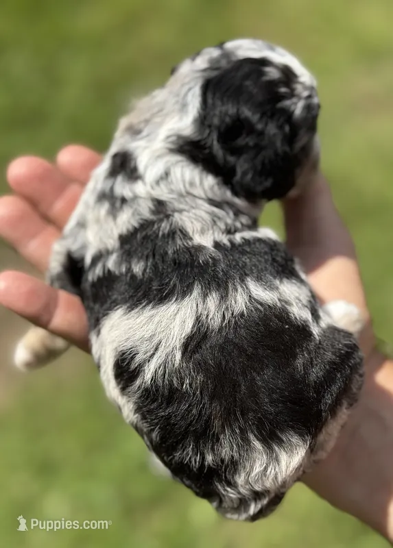 Misty – Poodle - Toy , Morkie puppy for sale in Sun City Center, FL