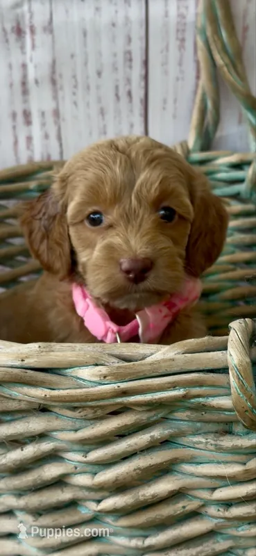 Pink – Cockapoo puppy for sale in Ruskin, FL