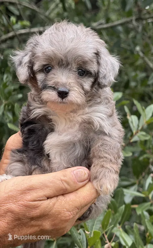 Misty – Miniature Aussiedoodle puppy for sale in Tampa, FL