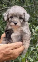 Misty, a female Miniature Aussiedoodle for sale in Tampa, FL – 6 of 9
