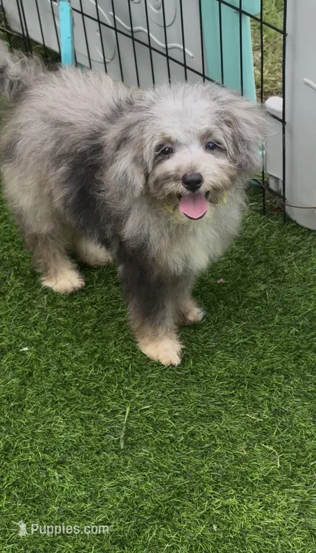 Misty – Miniature Aussiedoodle puppy for sale in Tampa, FL