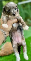 Zara  parents health tested., a female Miniature Aussiedoodle for sale in Tampa, FL – 2 of 10