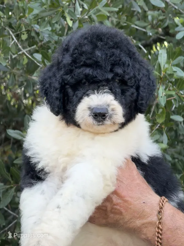Medium size.  – Bernedoodle puppy for sale in Tampa, FL