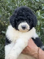 Medium size. , a male Bernedoodle for sale in Tampa, FL – 1 of 5