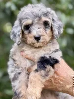 Bluebell medium size from health tested parents, a female Bernedoodle for sale in Tampa, FL – 3 of 6