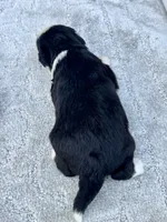 Tania, a female Miniature Aussiedoodle for sale in Ruskin, FL – 4 of 5