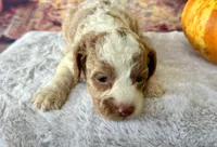 Patsy one blue eye, a female Cockapoo for sale in Ruskin, FL – 6 of 10