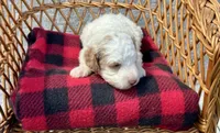 Milo, a male Cockapoo for sale in Ruskin, FL – 6 of 8