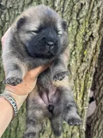 Mei, a female Chow Chow for sale in Ruskin, FL – 5 of 7