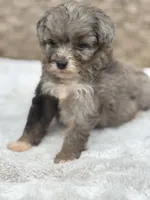 Misty, a female Miniature Aussiedoodle for sale in Tampa, FL – 4 of 5