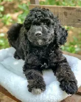 Chanel, a female Miniature Goldendoodle for sale in Tampa, FL – Photo 2 of 8