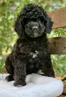 Chanel, a female Miniature Goldendoodle for sale in Tampa, FL – Photo 7 of 8