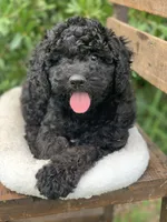 Chanel, a female Miniature Goldendoodle for sale in Tampa, FL – Photo 4 of 8