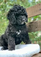 Chanel, a female Miniature Goldendoodle for sale in Tampa, FL – Photo 8 of 8