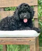 Chanel, a female Miniature Goldendoodle for sale in Tampa, FL – Photo 1 of 8