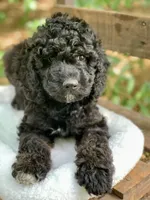 Chanel, a female Miniature Goldendoodle for sale in Tampa, FL – Photo 5 of 8