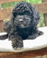 Chanel, a female Miniature Goldendoodle for sale in Tampa, FL – Photo 6 of 8