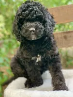 Chanel, a female Miniature Goldendoodle for sale in Tampa, FL – Photo 3 of 8