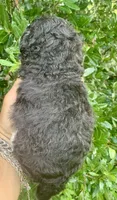 Morkiepoo , a male Poodle - Toy  and Morkie for sale in Tampa, FL – 2 of 5