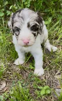 Truffle. “ regular size” chocolate Merle, a male Cockapoo for sale in Ruskin, FL – 7 of 10