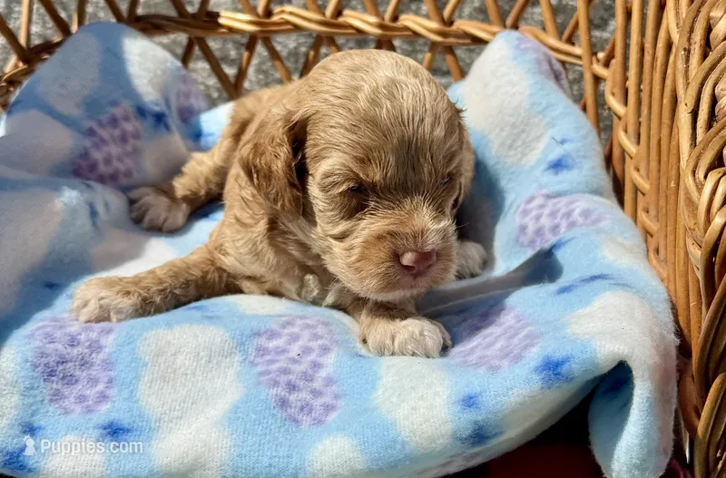 Pink – Cockapoo puppy for sale in Ruskin, FL