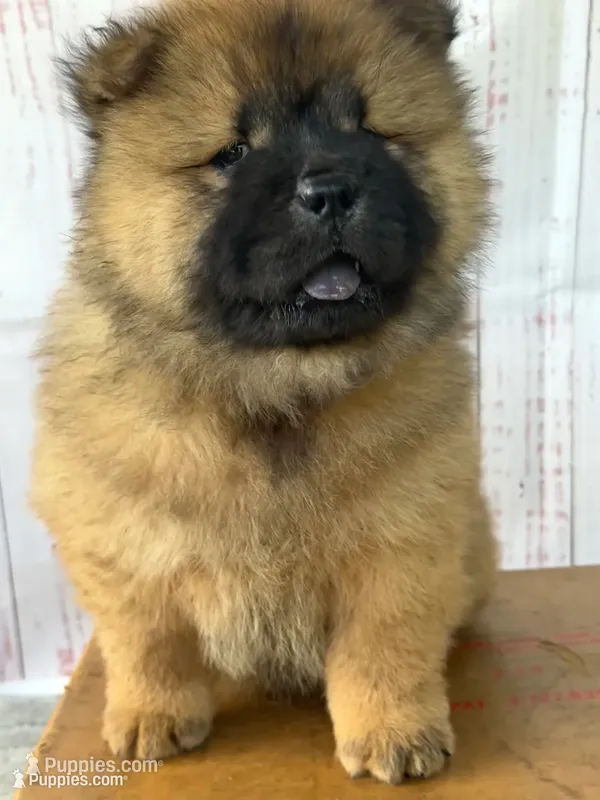 Yuki – Chow Chow puppy for sale in Ruskin, FL