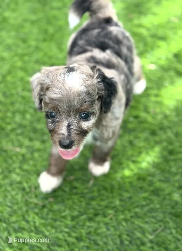 Zara  parents health tested. – Miniature Aussiedoodle puppy for sale in Tampa, FL