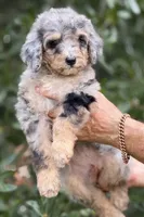 Bluebell medium size from health tested parents, a female Bernedoodle for sale in Tampa, FL – 2 of 6