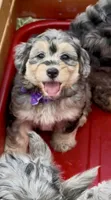 Ruby F1b, a female Miniature Aussiedoodle for sale in Ruskin, FL – 2 of 9