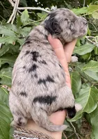 Marley mini Chowdoodle from DoDo parents , a female Chow Chow and Poodle - Miniature  for sale in Tampa, FL – 3 of 9