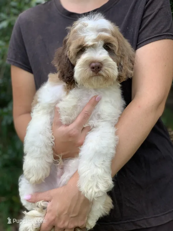 Chocolate parti male. crate trained  – Cockapoo puppy for sale in Tampa, FL