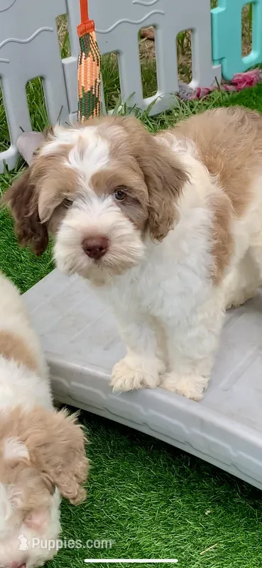 Chocolate parti male. crate trained  – Cockapoo puppy for sale in Tampa, FL