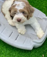 Chocolate parti male. crate trained , a male Cockapoo for sale in Tampa, FL – Photo 6 of 8