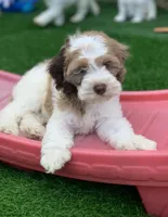 Chocolate parti male. crate trained , a male Cockapoo for sale in Tampa, FL – Photo 1 of 8