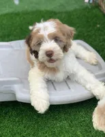 Chocolate parti male. crate trained , a male Cockapoo for sale in Tampa, FL – Photo 5 of 8