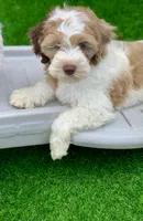 Chocolate parti male. crate trained , a male Cockapoo for sale in Tampa, FL – Photo 7 of 8