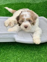 Chocolate parti male. crate trained , a male Cockapoo for sale in Tampa, FL – Photo 4 of 8