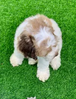 Chocolate parti male. crate trained , a male Cockapoo for sale in Tampa, FL – Photo 8 of 8