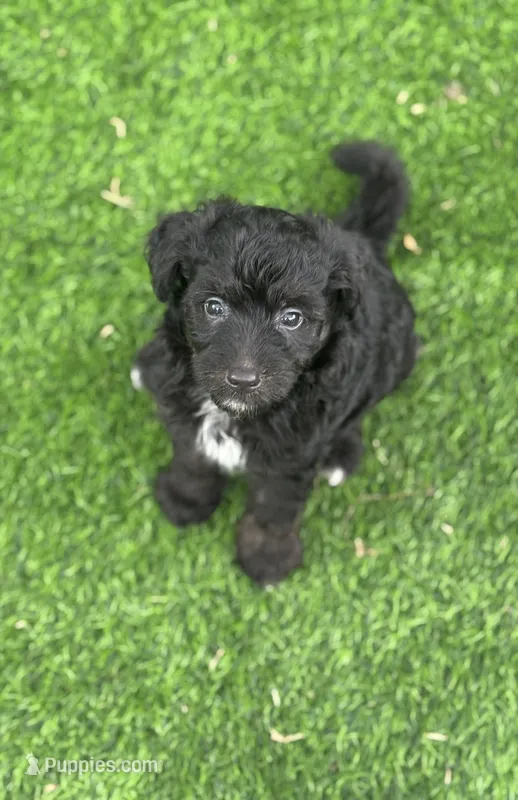 Onyx. Parents health tested – Miniature Aussiedoodle puppy for sale in Tampa, FL