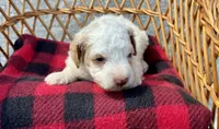Chanel, a female Cockapoo for sale in Ruskin, FL – 2 of 4